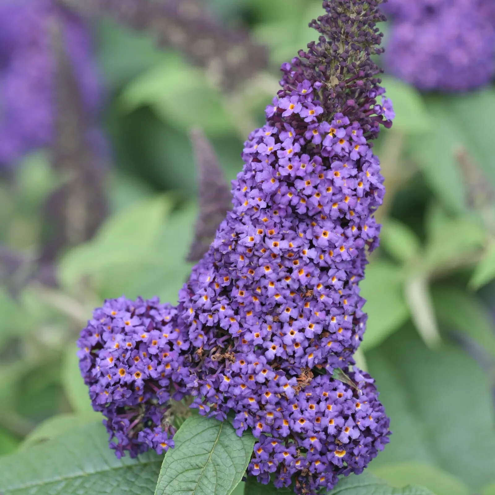 Butterfly Bush / Buzz Live Plant, Long-blooming & Easy to Grow 3-4″ Pot