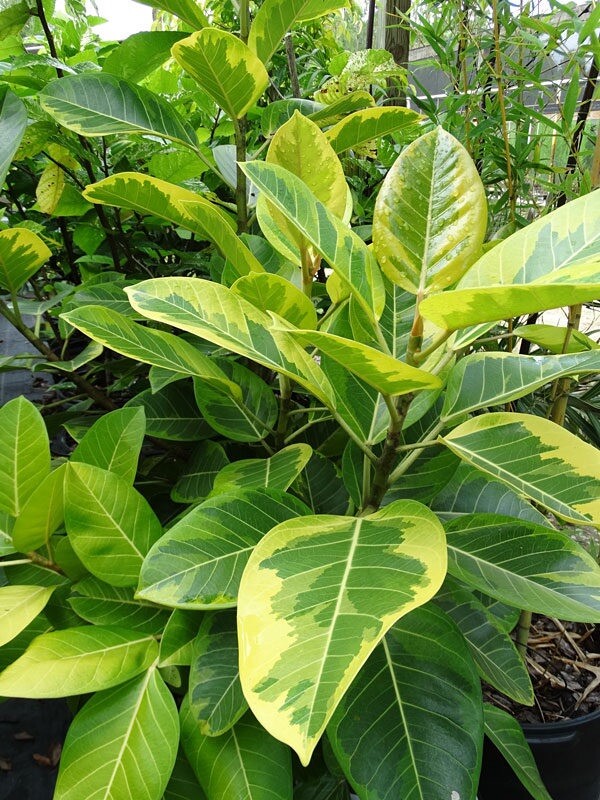 Ficus altissima variegata Asian Council Tree 4.5 inch pot size