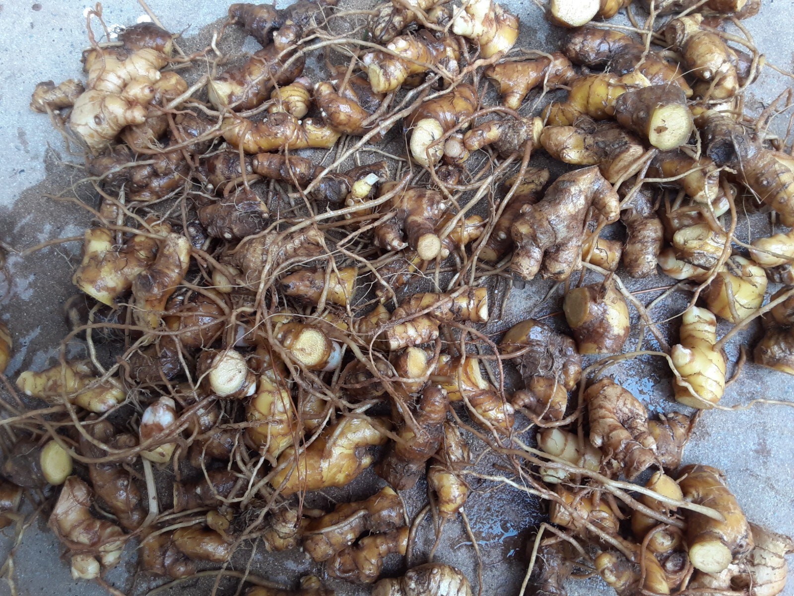10 Shampoo Ginger Rhizomes, Zingiber Zerumbet, Awapuhi Plant, Free shipping!