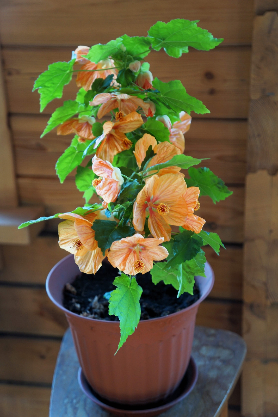 30 Mixed Colors FLOWERING MAPLE Abutilon Hybridum Chinese Bell Flower Tree Seeds
