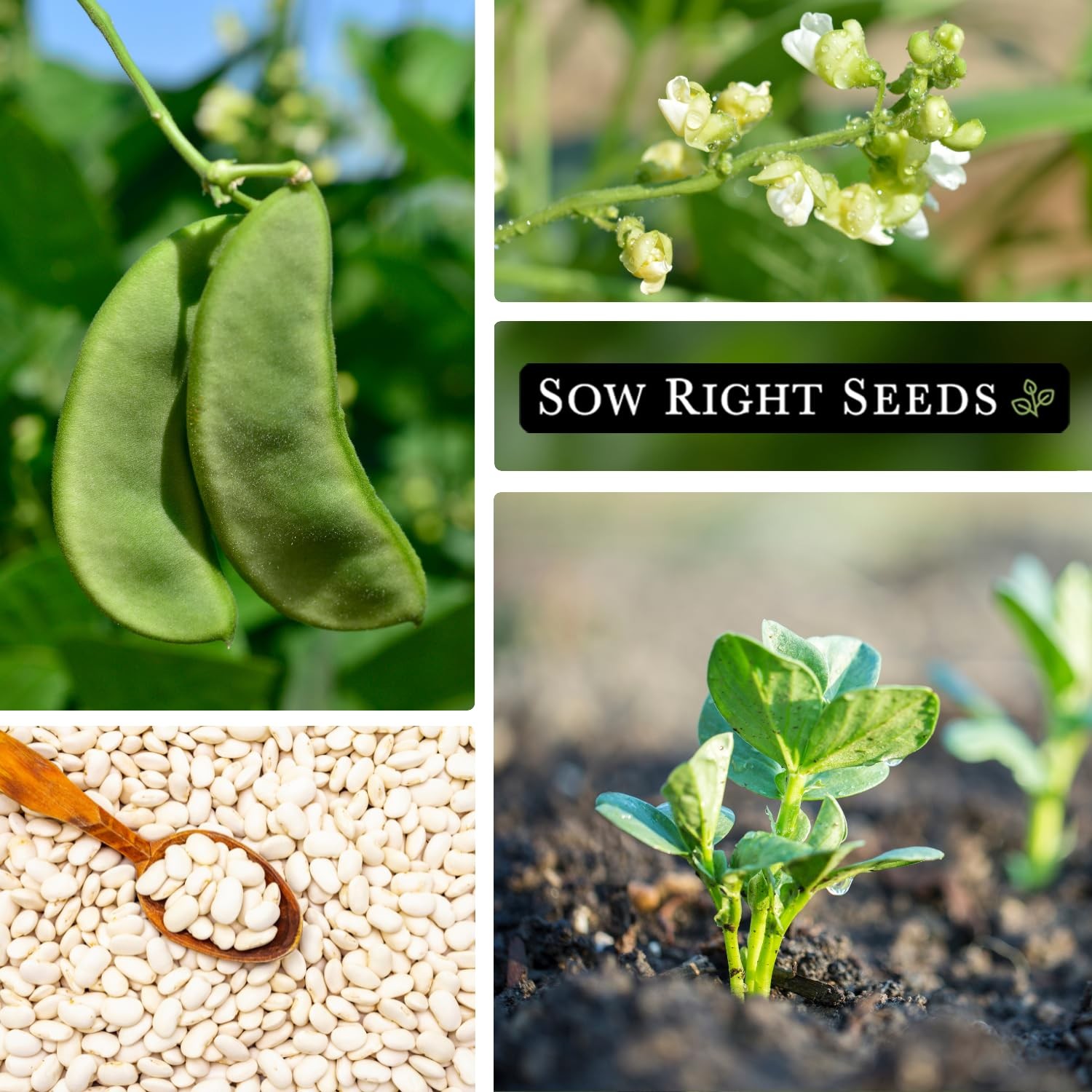 Bush Lima Bean Seeds NonGMO Heirloom for Home Garden Planting & Canning