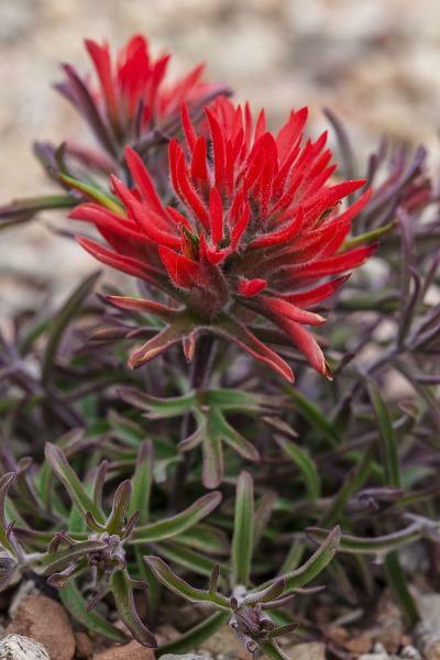 Castilleja scabrida | Rough Indian Paintbrush | 10 Seeds