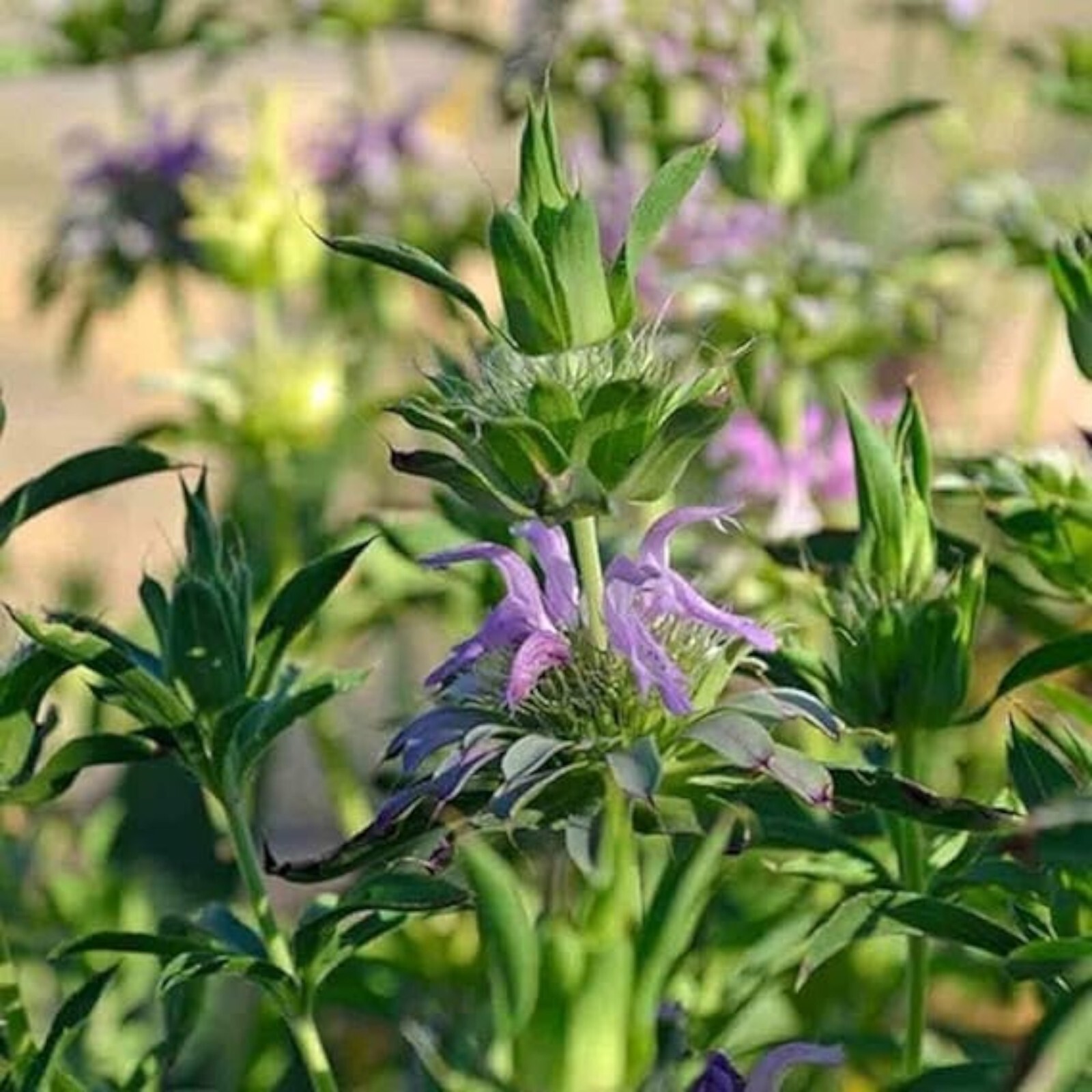 1000pcs Mint Seeds for Planting – Non-GMO Heirloom Herb Seeds Herbal Tea Garden