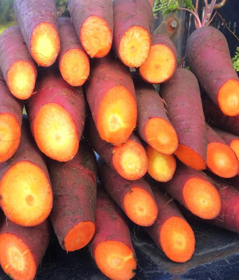 Purple Dragon Carrot Seeds | Cosmic Orange Yellow Core Red Skin Stars Seed 2024