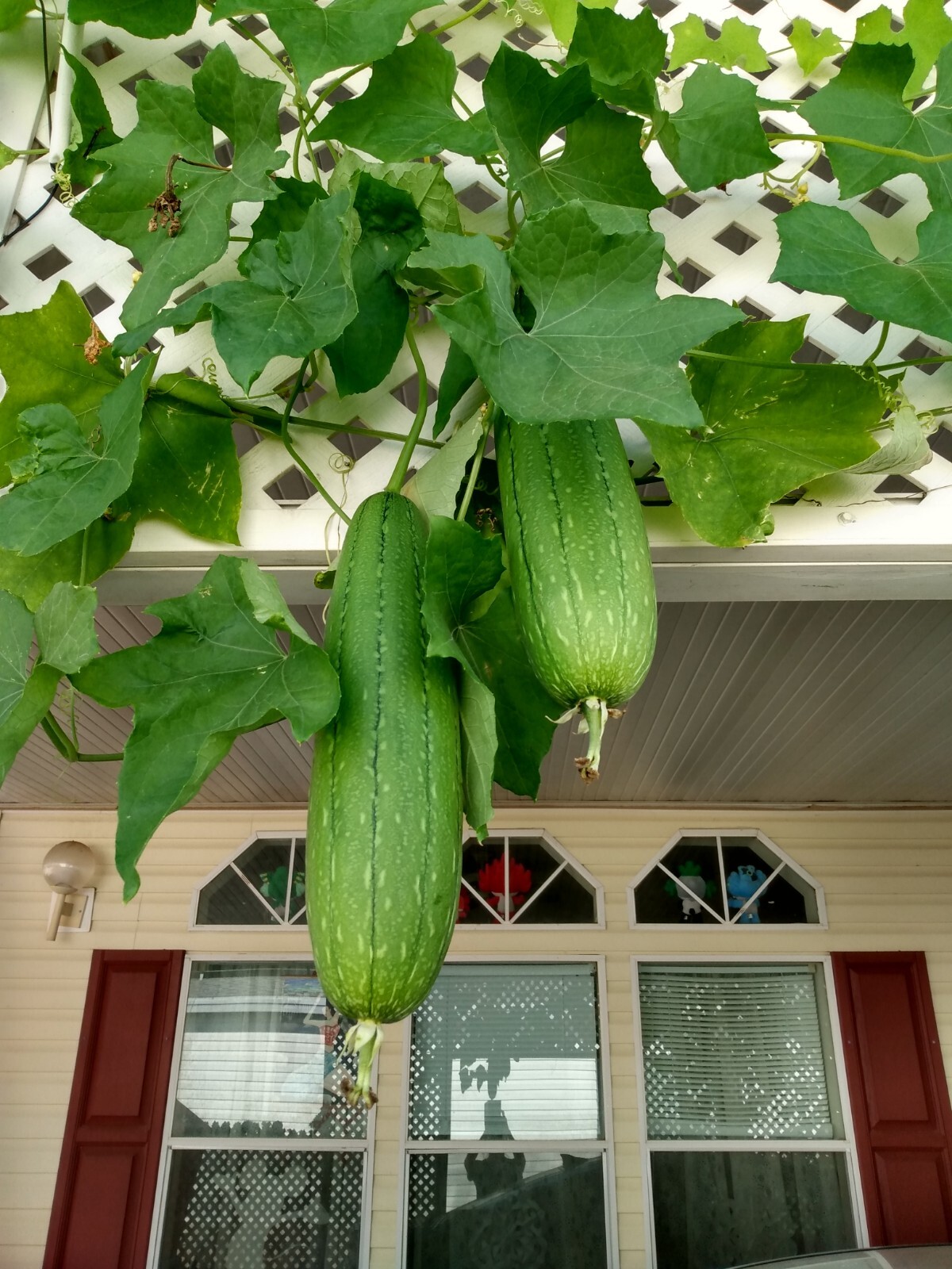 8 Big Organic 2023 New Home Plant Luffa/Loofah Seeds. Good for Vegetables/Sponge
