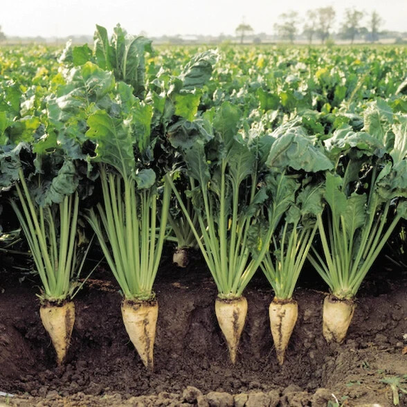 100+ seeds – Sugar Beet seeds for planting, non-GMO, fast growing, heirloom seed