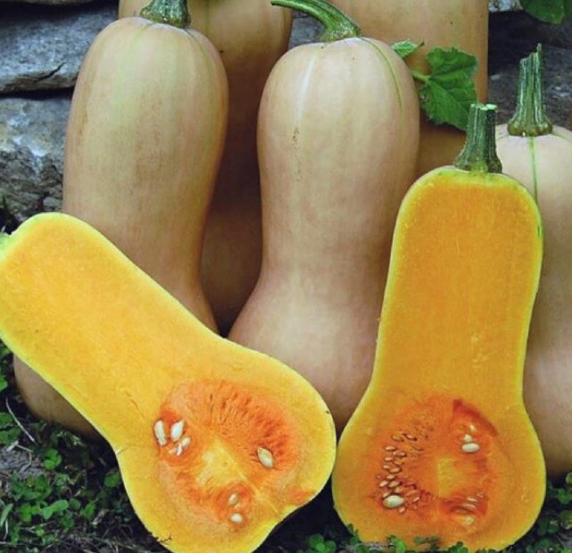 Waltham Butternut Winter Squash 15 – 200 SEEDS Heirloom Classic Favorite Summer