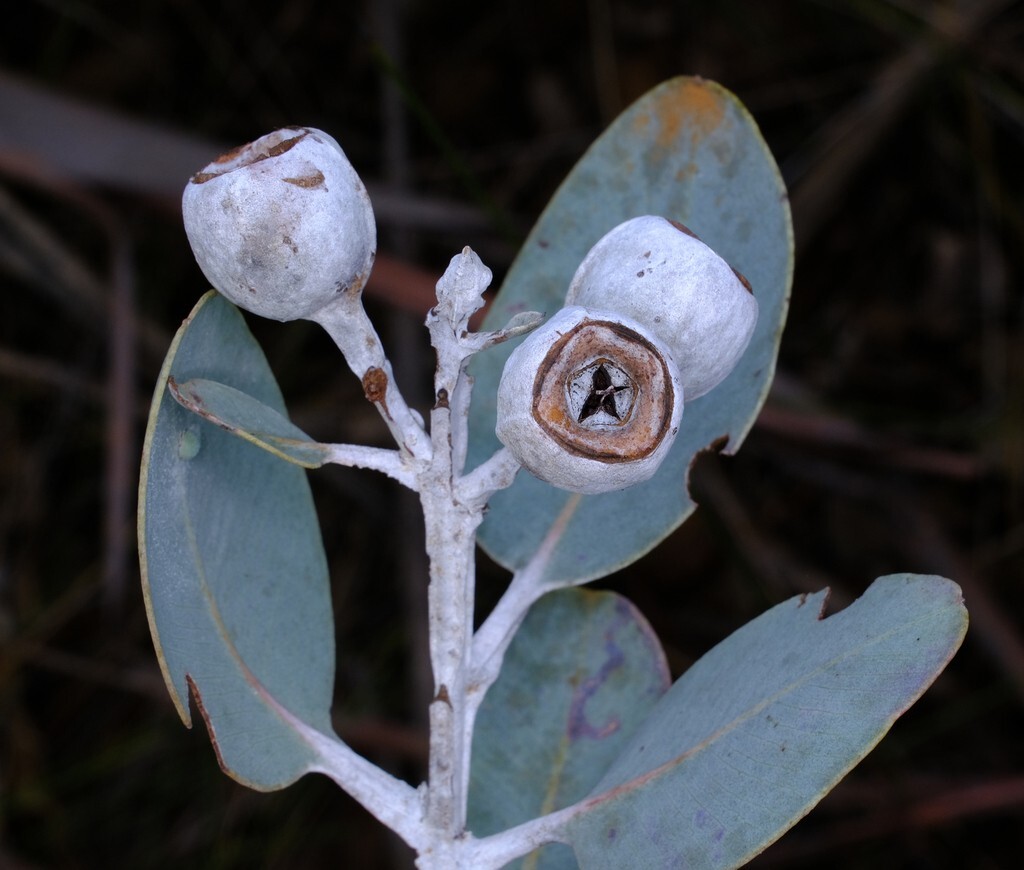 Eucalyptus pleurocarpa (tetragona) Seeds – ‘Tallerack’ – Silver Leaf