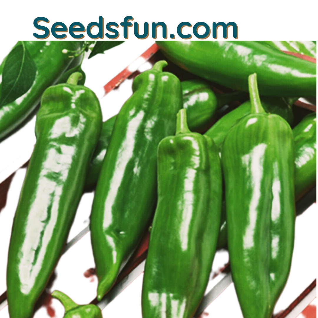 New 25 ANAHEIM CHILI PEPPER SEEDS HOT| for roasting and smoking