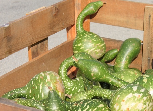 MPB#5 Gourd Seeds Speckled Swan 25 Gourd Seeds