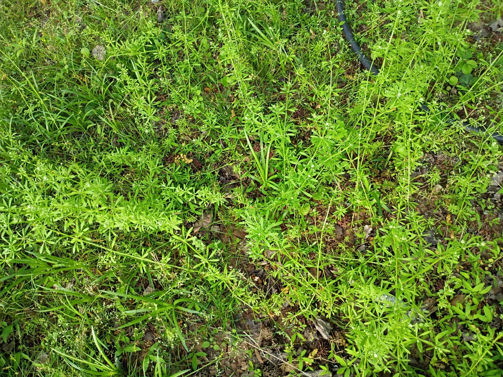 50 Organic Cleavers Seeds (Sticky willy/ Goosegrass)Seeds.US grown.