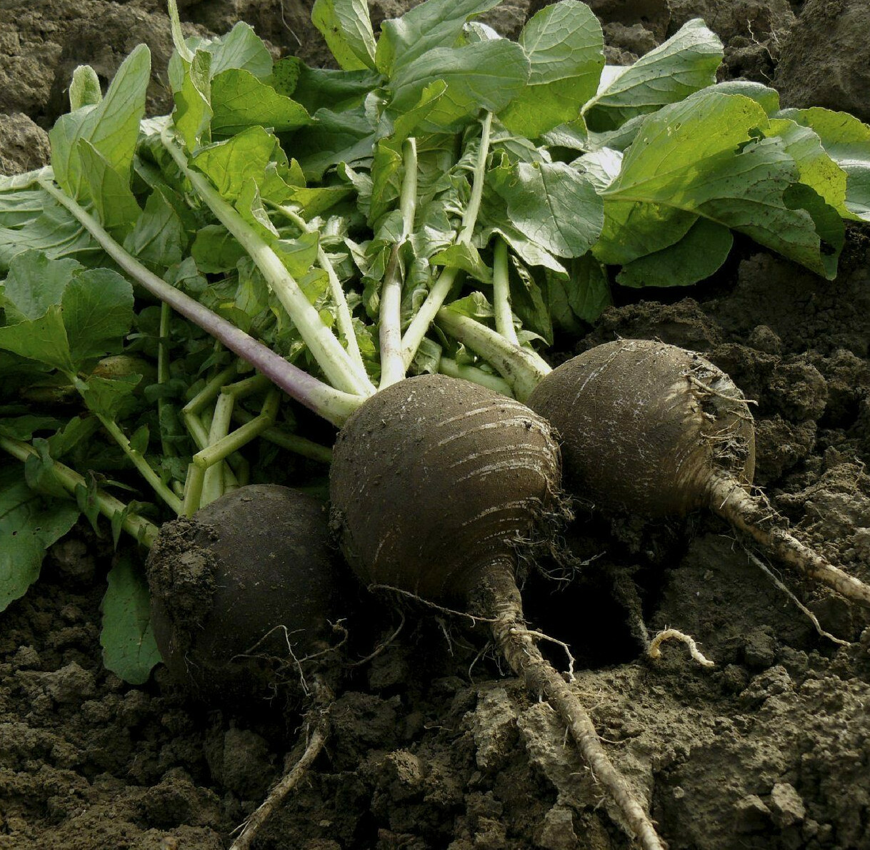 Black Spanish Round Radish Seeds | Raphanus Niger Winter Vegetable Daikon 2024