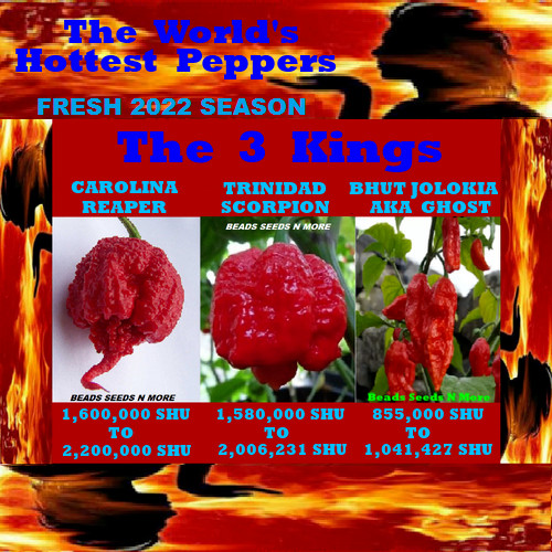 “COMBO PACK 3 KINGS – Carolina Reaper HB22a – Trinadad Scorpion & Ghost Pepper