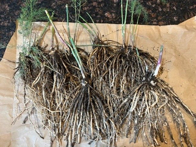 10 ea. Mary Washington Asparagus Live Plants, 2yr Crowns – Organic