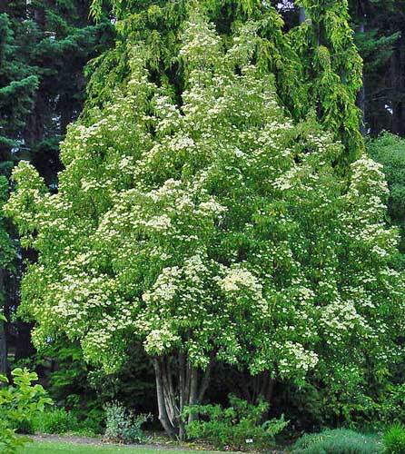 Cornus capitata | Himalayan Dogwood | Bentham’s Cornel | 10 Seeds