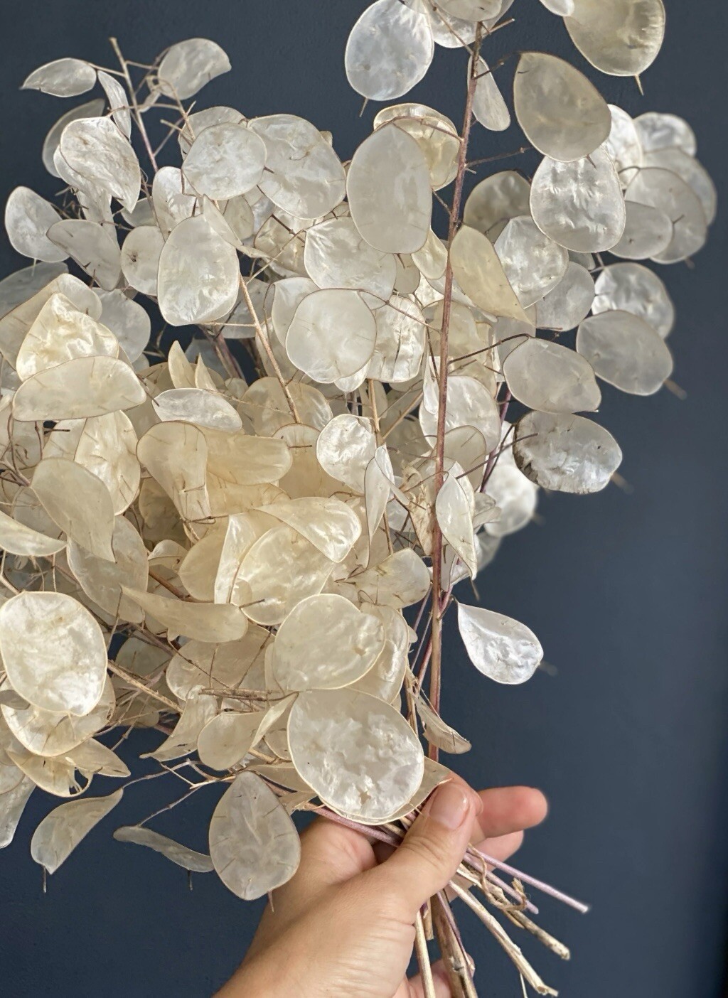 50 Money ‘Silver Dollar’ Luck Lunaria Plant Seeds, Non-GMO Heirloom🪷Seeds🪷
