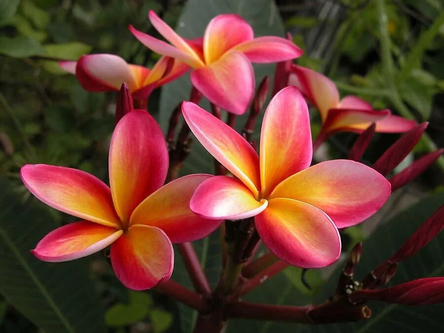 Mexican Red Plumeria Temple Tree Seeds (P. rubra) Tropical Frangipani Flower