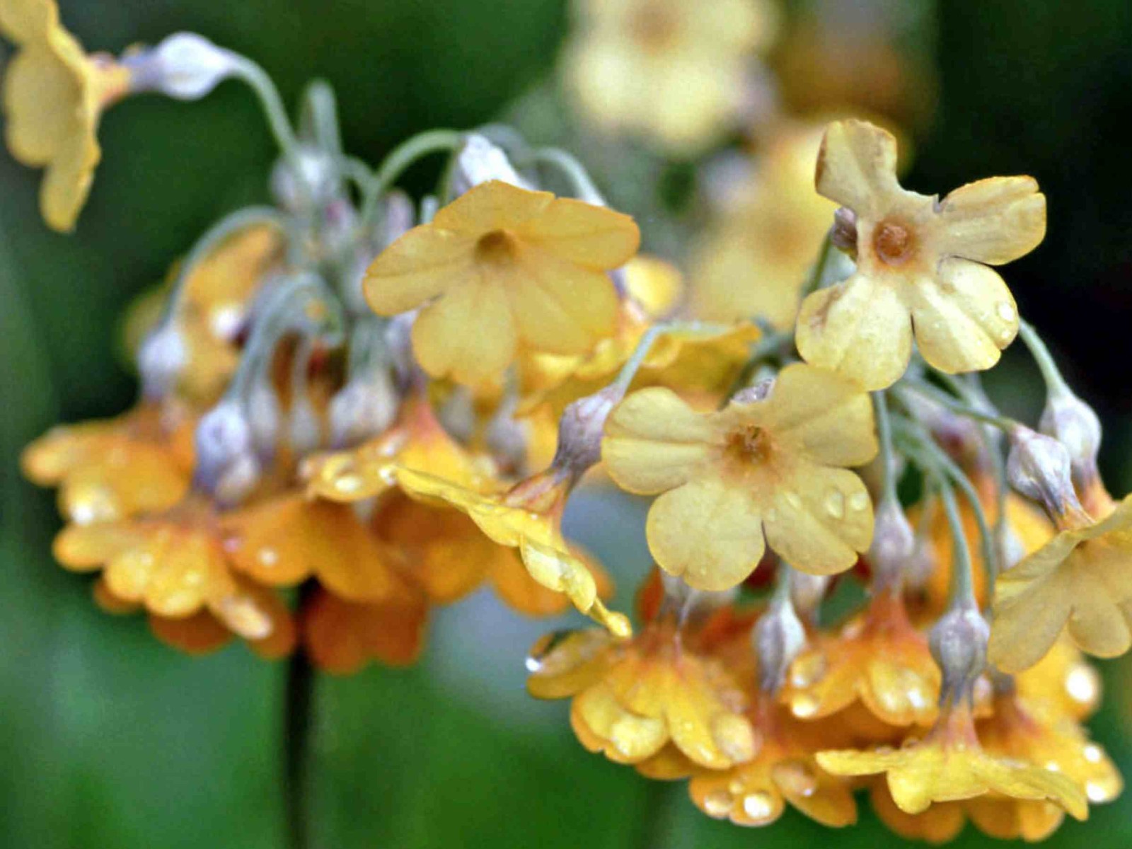 Primula florindae – Keilour color mix seed