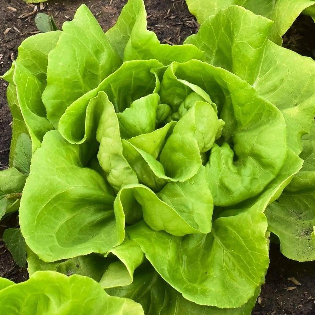 500+ Buttercrunch Butterhead Lettuce Seeds — —- NON GMO — ORGANIC —FRESH