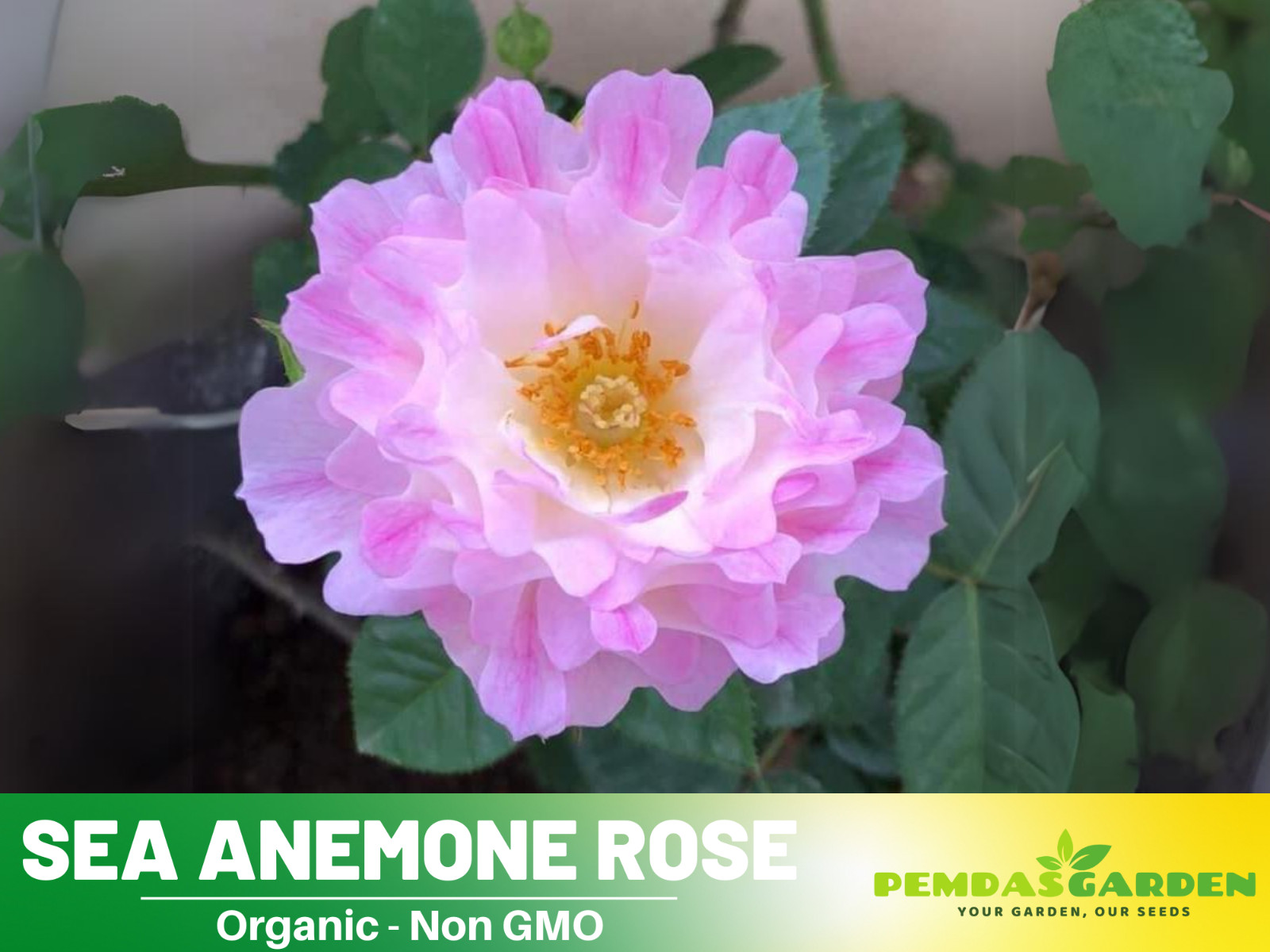 30+ Seeds| Sea Anemone Perennial Rose Seeds