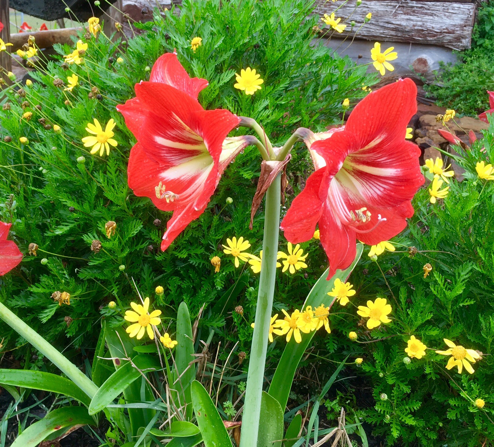 4 bulbs – Hardy Amaryllis, Hippeastrum x johnsonii, St. Joseph’s Lily, TX Grown