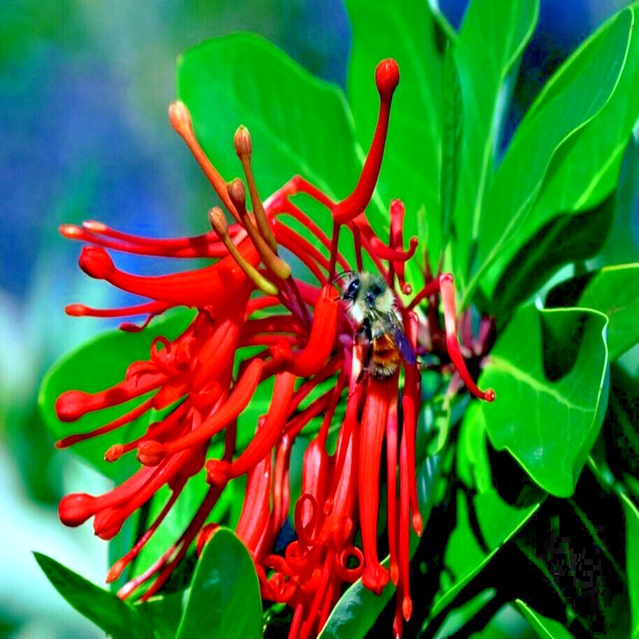 10 Chilean Firebush Tree Seeds Embothrium coccineum Flame Flower Plant RARE!