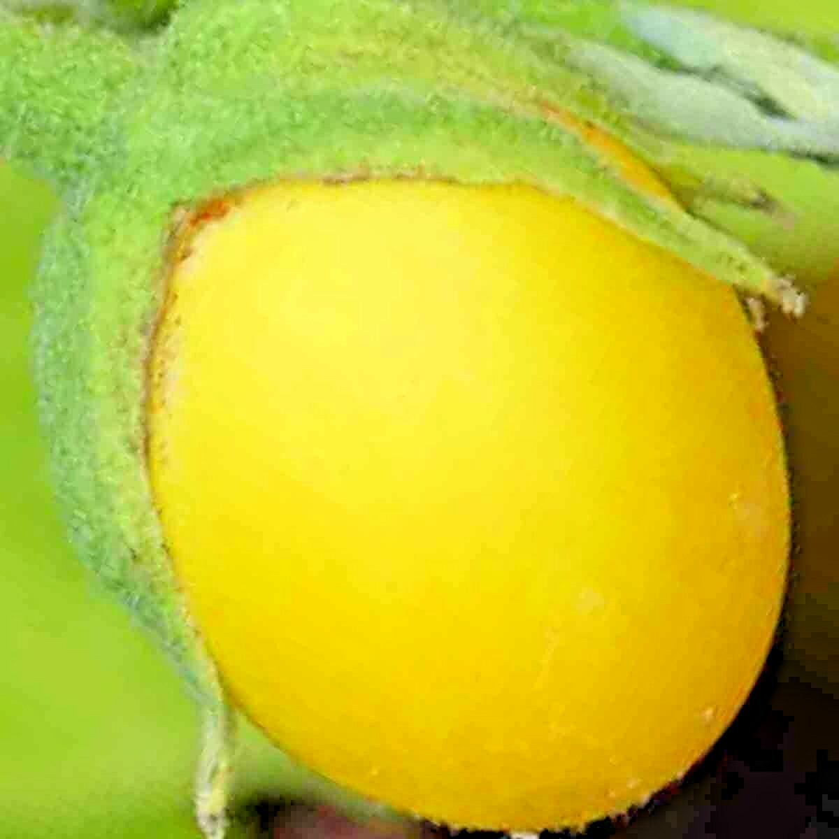 GOLDEN EGGPLANT 50 SEEDS RARE HOUSEPLANT INDOOR HEIRLOOM GARDEN FRUIT NON-GMO US