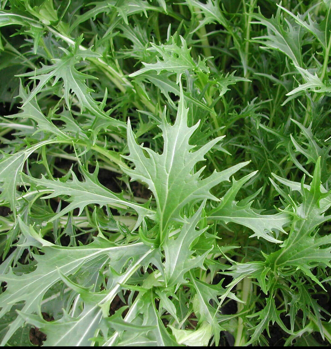 Mizuna Japanese Mustard Green Seeds |US Asian Chinese Salad Lettuce Spinach 2024