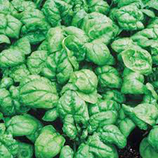 SPINACH, BLOOMSDALE LONG STANDING, HEIRLOOM, 25+ SEEDS, GREAT FOR SALADS
