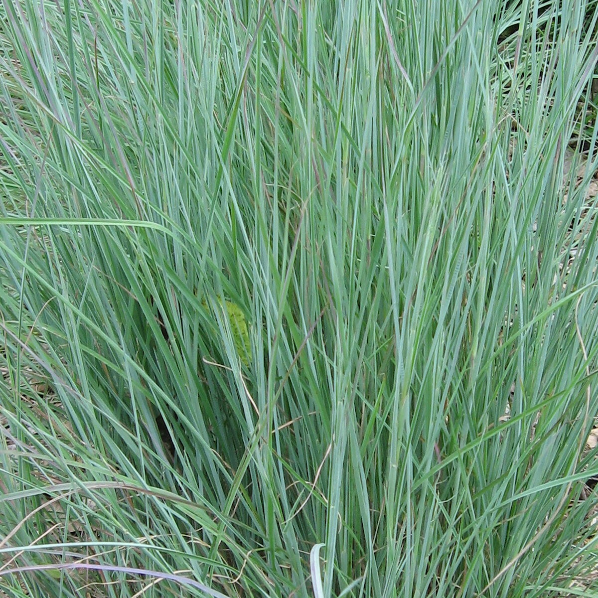 1 Lb Little Bluestem Native Grass Seeds – Everwilde Farms Mylar Seed Packet