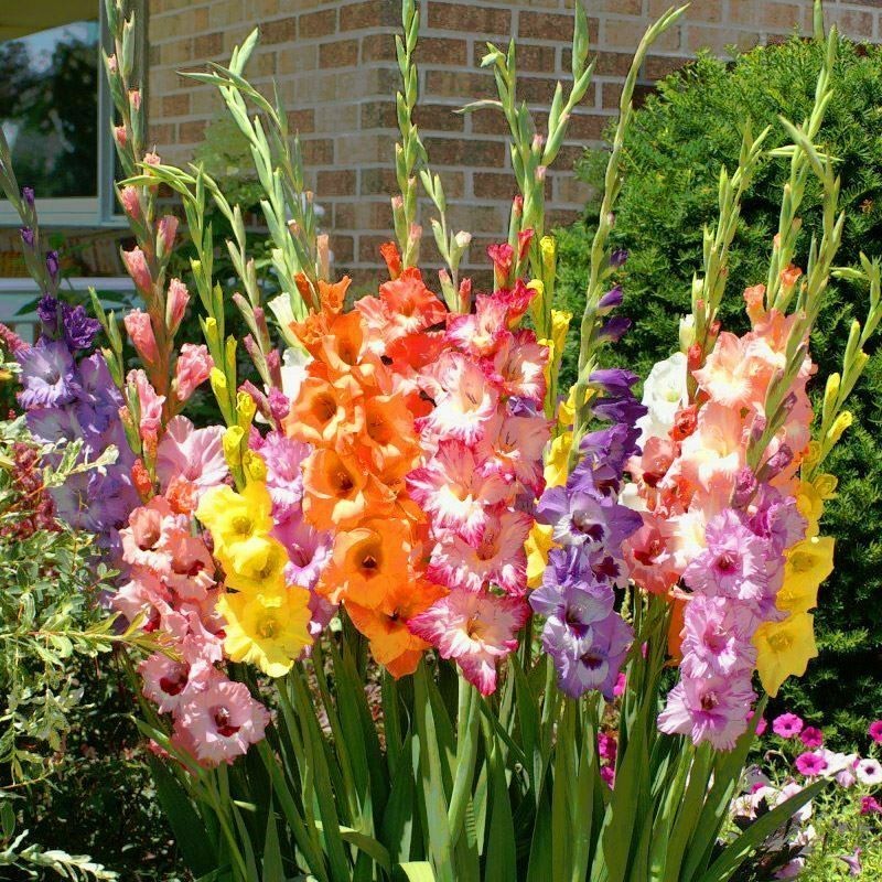 10 Gladiolus Flower Bulbs-Spectacular Rainbow Mix(Pack of 10 Lrg Bulbs)Zone 3-10