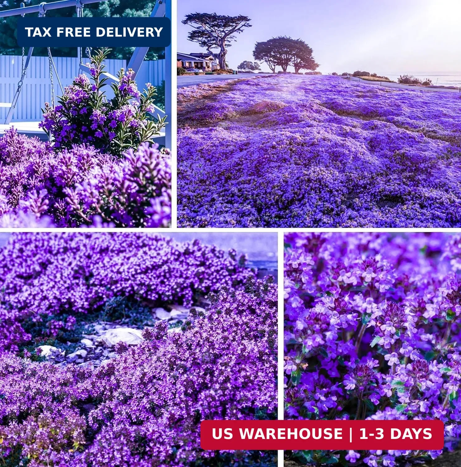 20000+Creeping Thyme Seeds for Planting Outdoor-Heirloom Thymus Serpyllum Ground