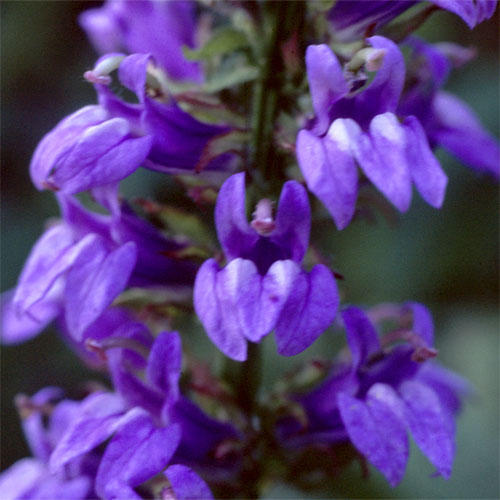 30+ LOBELIA CARDINALIS BLUE CARDINAL VINING CLIMBER PERENNIAL FLOWER SEEDS