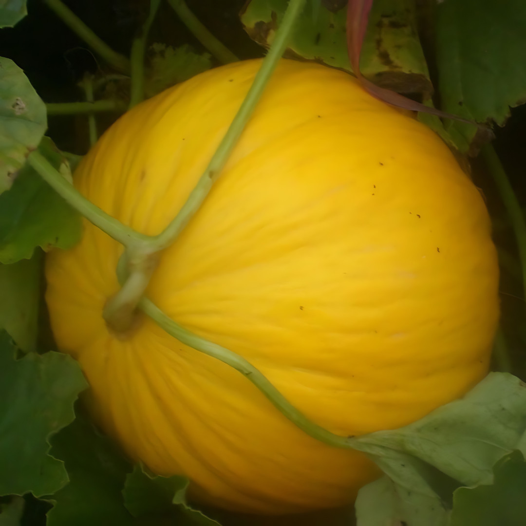Fresh Delicious Crenshaw Melon Seeds | Yellow | Heirloom Non-GMO | Fruit Seeds