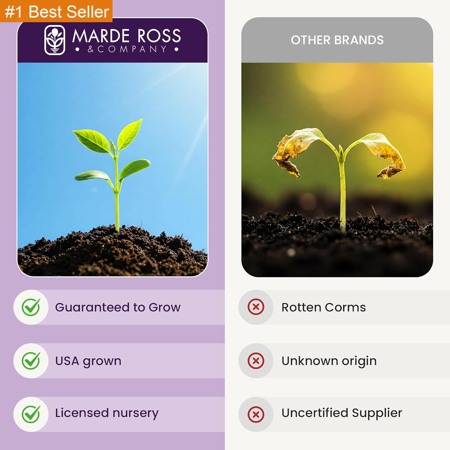 Saffron Crocus Corms for Planting – 10 Large Corms – Purple Blooms – Perennial B