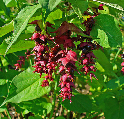 BULK, Himalayan Honeysuckle bush 1000 seeds hardy perennial, mariesgreengarden