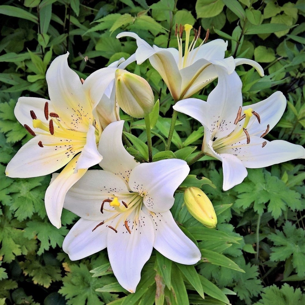 Giant Tree Lily “Pretty Lady” Flowers – 3, 6 or 12 Bulbs – Attracts Butterflies,
