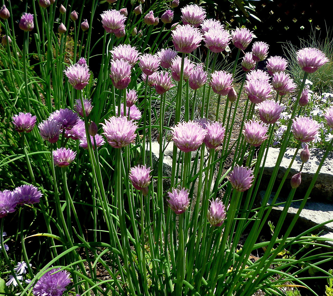 1/2 oz Chives Seeds, Heirloom Herb Seeds, Perennial Herbs, Non-Gmo Herbs 3500ct
