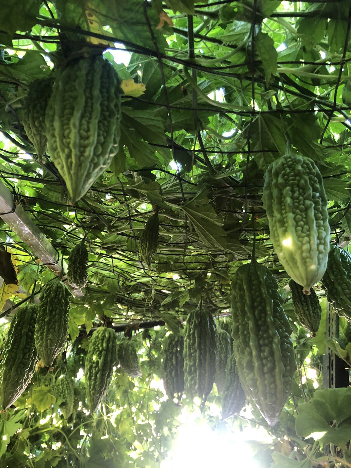 20 Pcs BitterMelon Seeds Fresh Harvested Ready To Plant U.S. Seller
