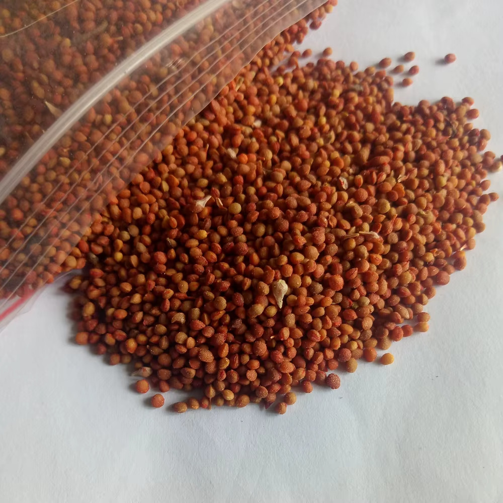 250+ White Mulberry Seeds – Morus alba – Non-GMO, Open-Pollinated Heirloom