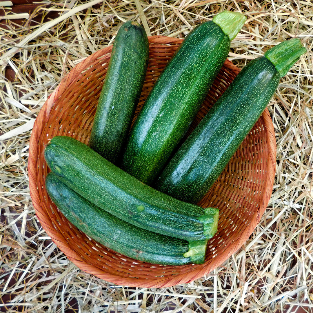 Fresh Premium Black Beauty Zucchini Seeds | Heirloom Non-GMO | Vegetable Seeds