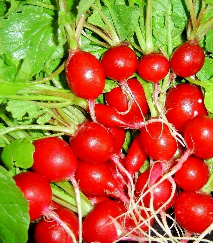 300+ CHERRY RADISH SEEDS VEGETABLE SPRING GARDEN SALADS HEIRLOOM NON-GMO USA