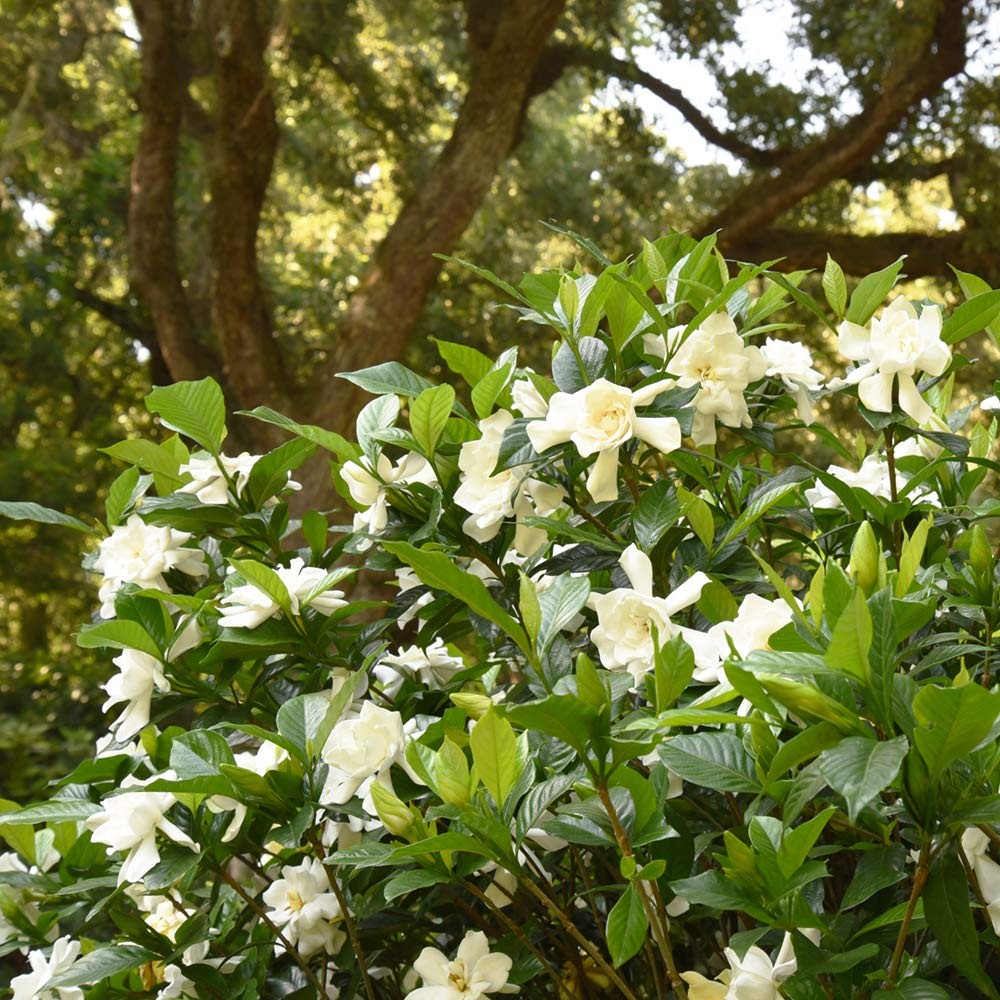 Beauty Gardenia Live Plant, 1 Gallon Pot