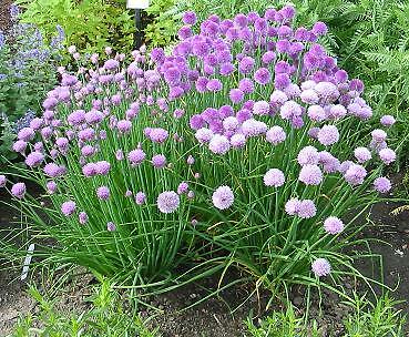 Chives Medium Leaf 2,500 seeds