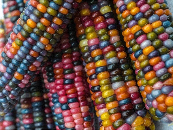 glass gem corn seeds