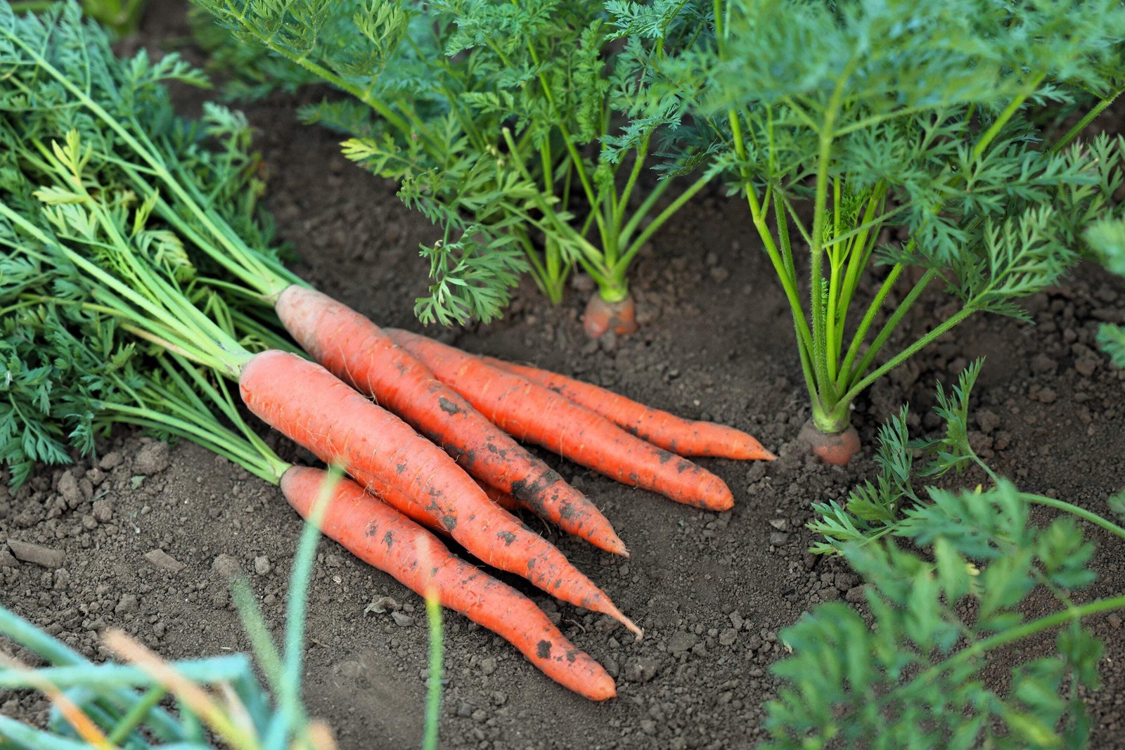 1500 IMPERATOR 58 CARROT Daucus Carota Seeds
