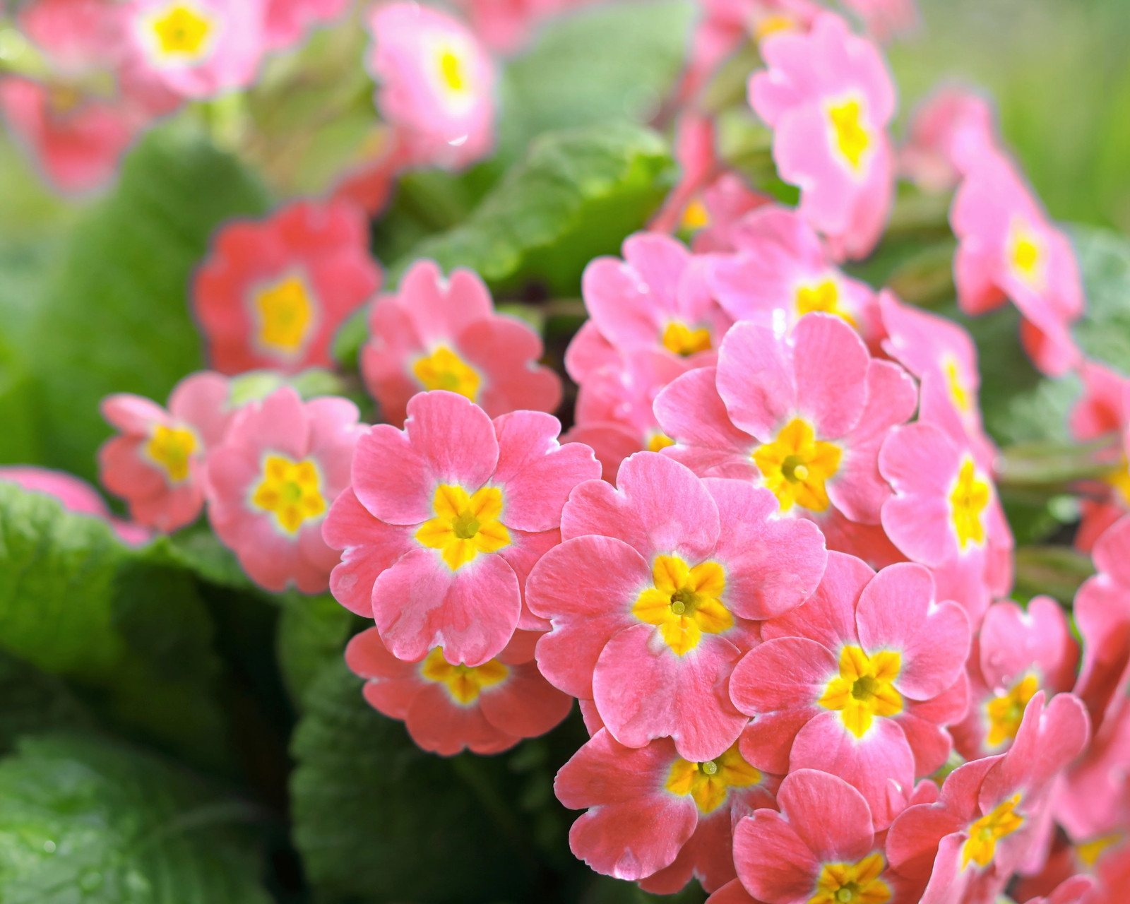 50 MIXED ENGLISH PRIMROSE Primula Vulgaris Acaulis Shade Houseplant Flower Seeds