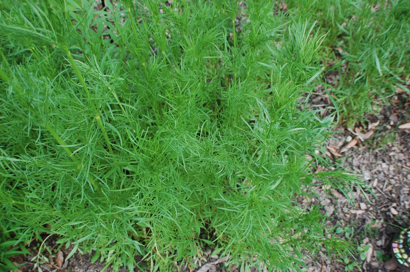 1 gram+ Coreopsis tinctoria Seeds/Tall Plains Coreopsis/Central US Native Plant