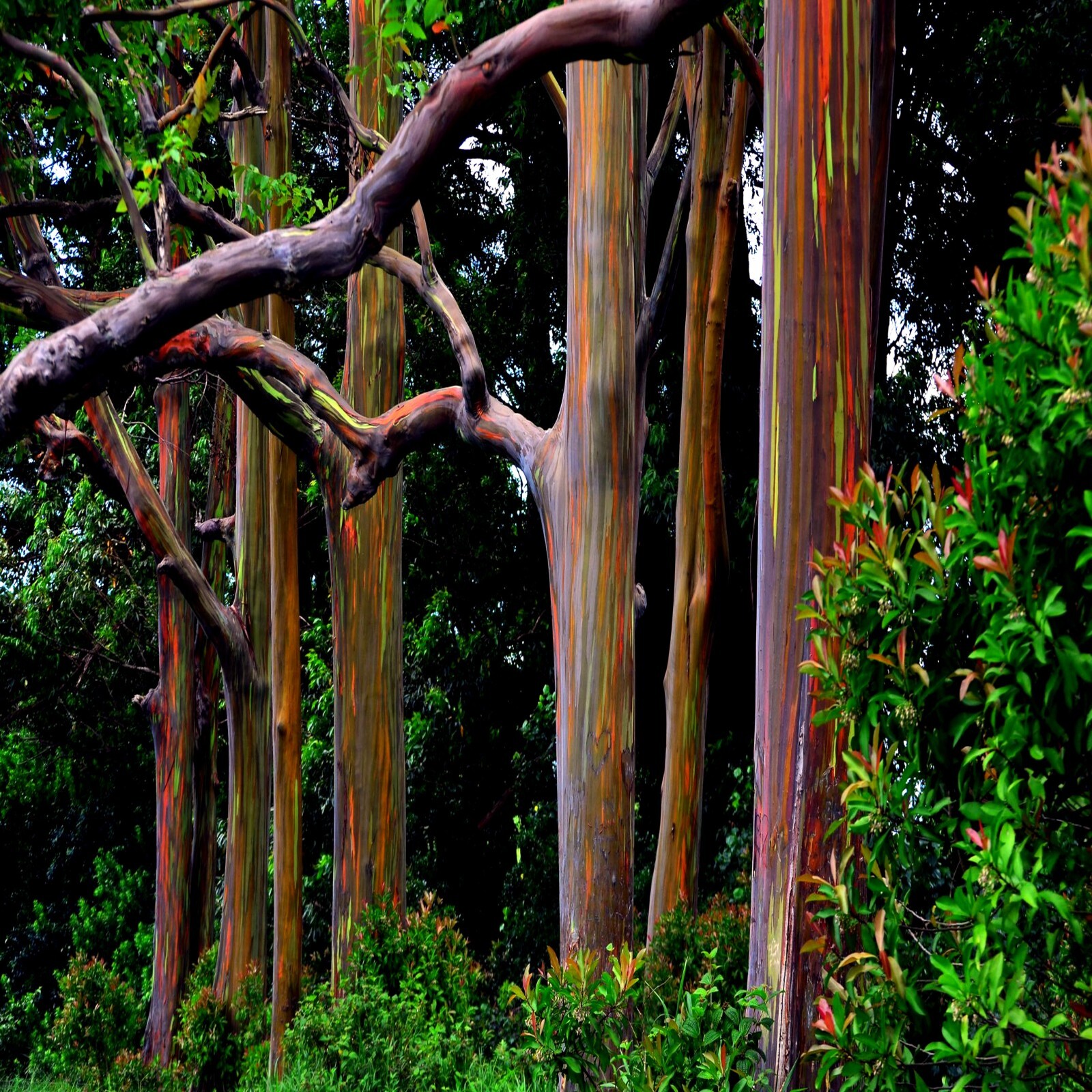 50 Rainbow Eucalyptus deglupta Tree Seeds Fast Tropical Indonesian Mindanao Gum