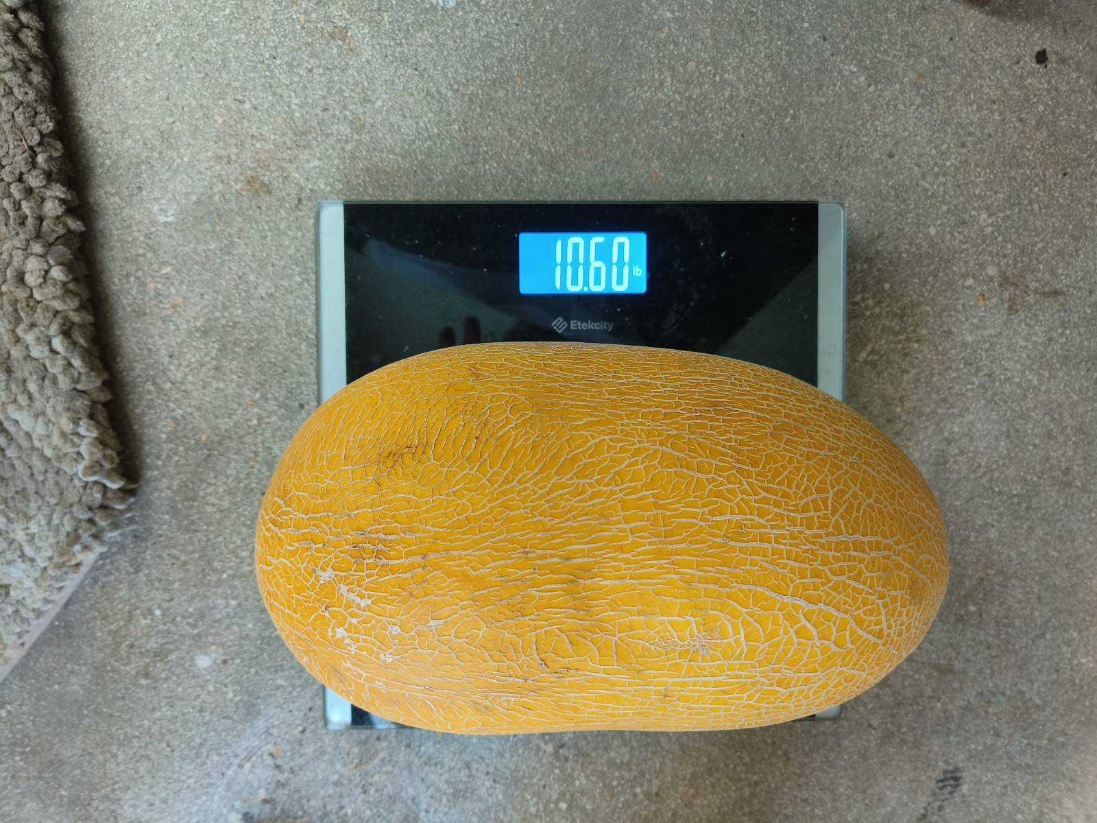 25 F1 Gold Hami Melon Seeds – Giant 10 Pound Super Sweet Hybrid Melon